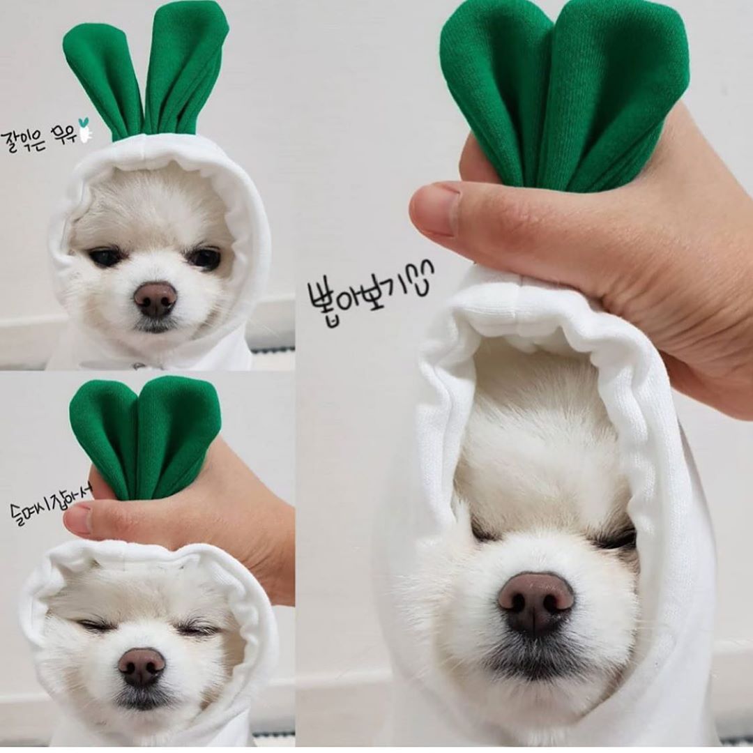 Cute Pet Hoodies