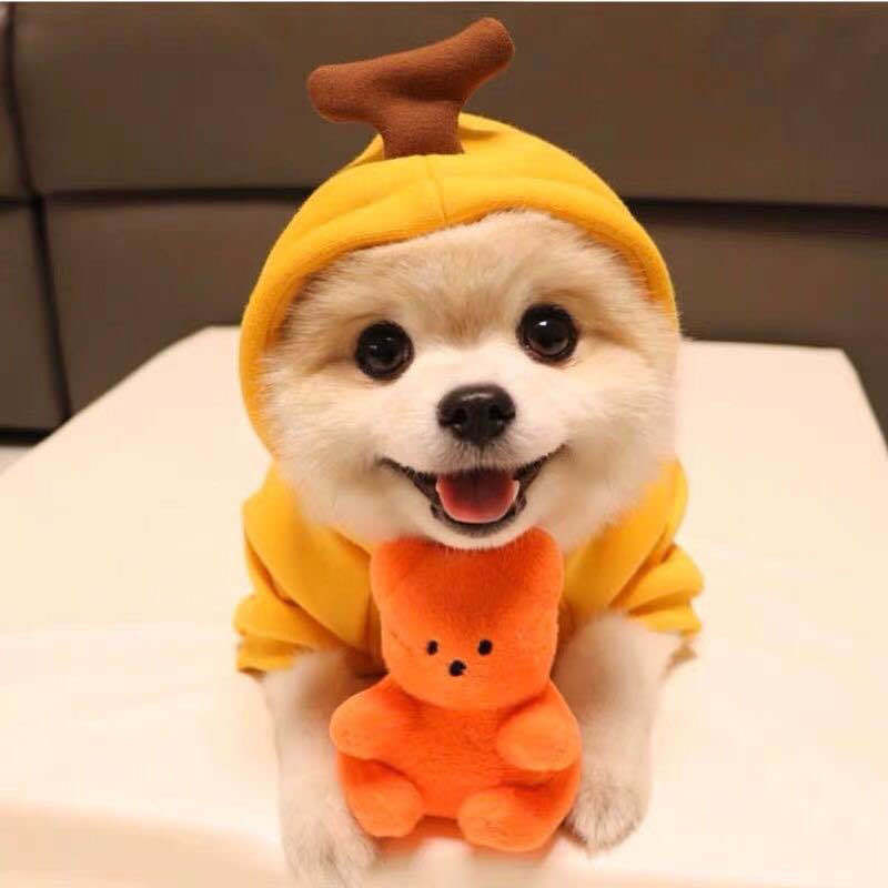 Cute Pet Hoodies