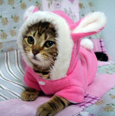 Cute Rabbit Costume For Cat